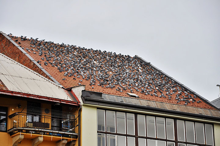 A2B Pest Control are able to install spikes to deter birds from roofs in Bourne. 
