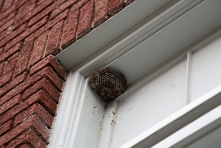 We provide a wasp nest removal service for domestic and commercial properties in Bourne.